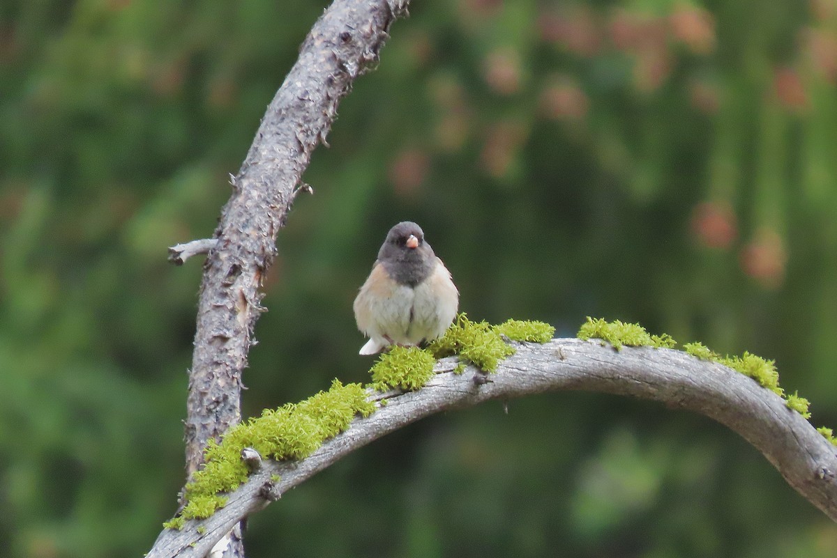 Junco Ojioscuro - ML620739150