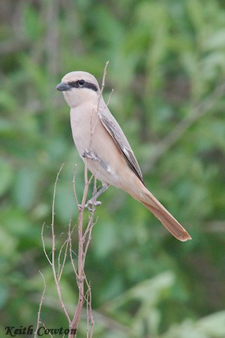 Isabelline Shrike (Daurian) - ML620739160