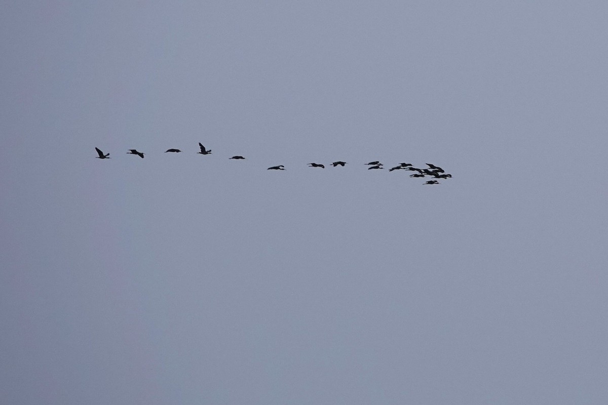 Glossy Ibis - ML620739162