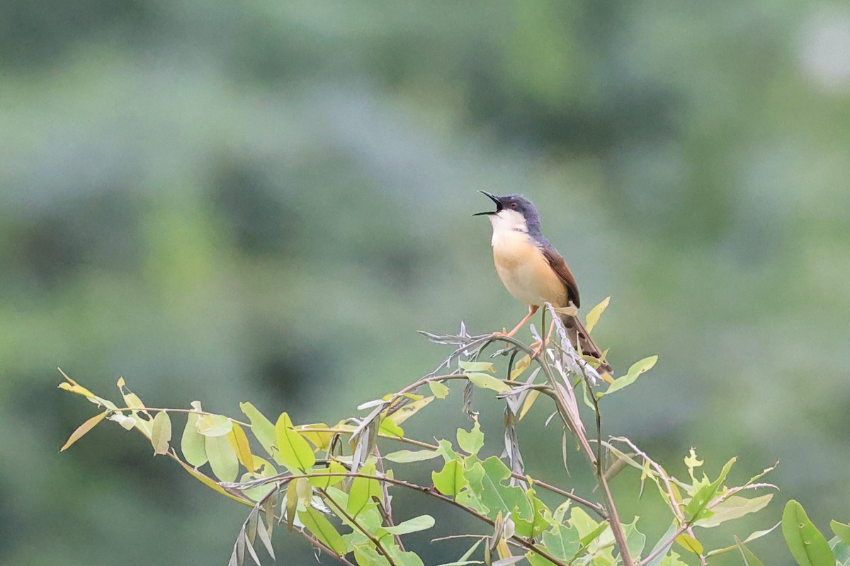 Ashy Prinia - ML620739163