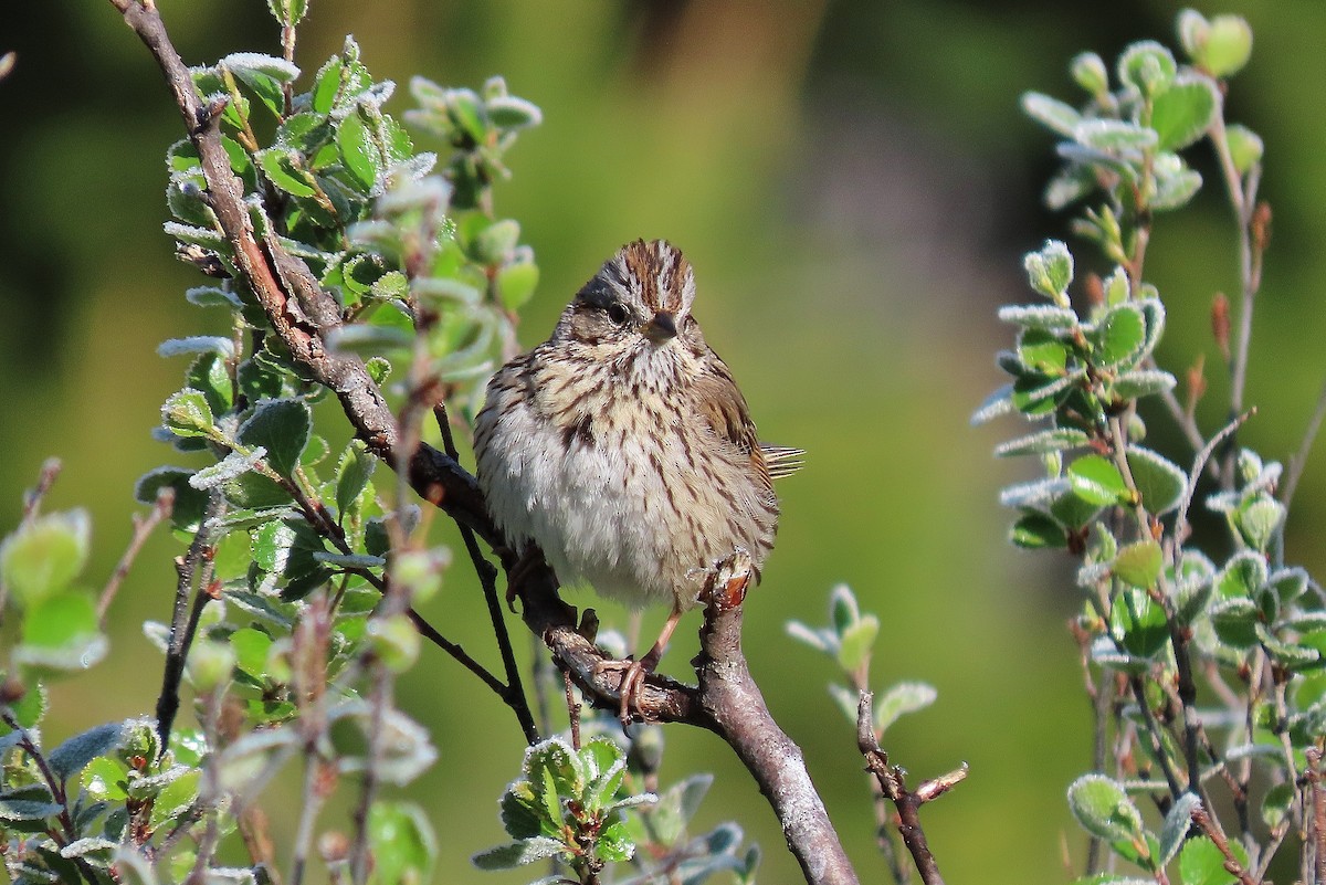 Lincoln's Sparrow - ML620739164