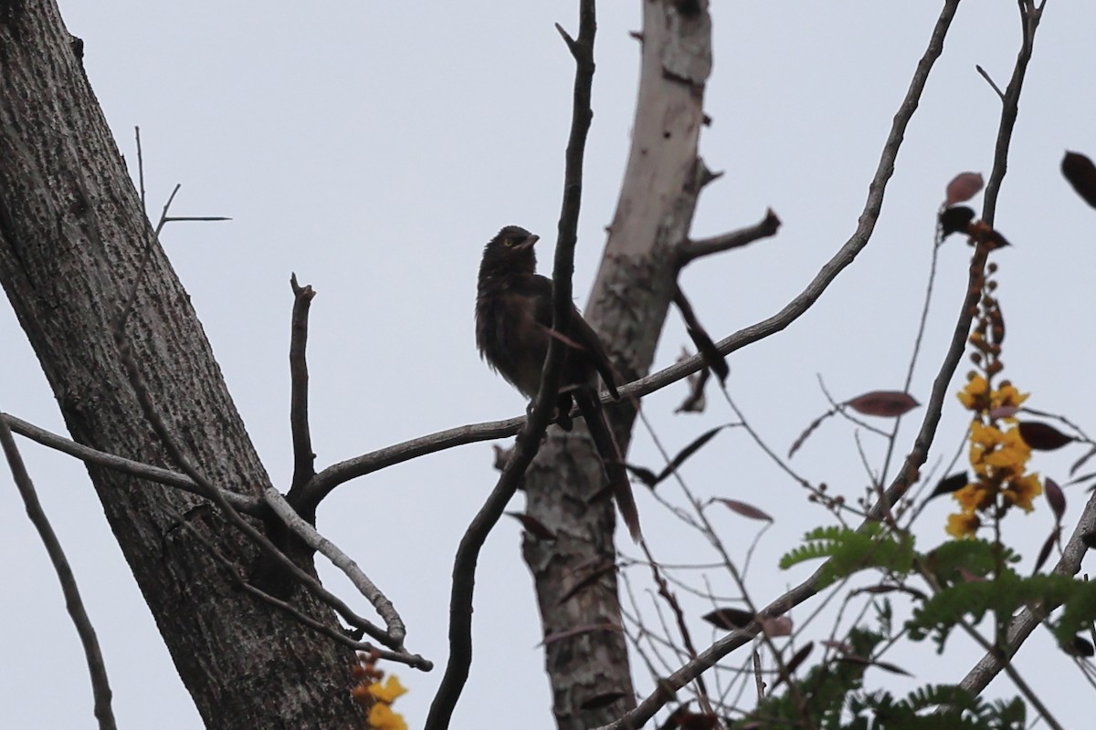 Large Gray Babbler - ML620739168