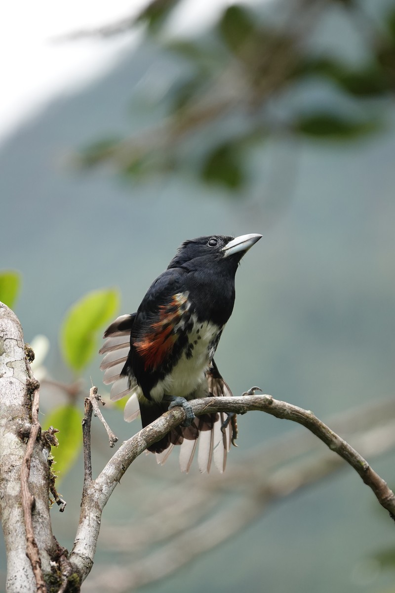 Spot-crowned Barbet - ML620739169