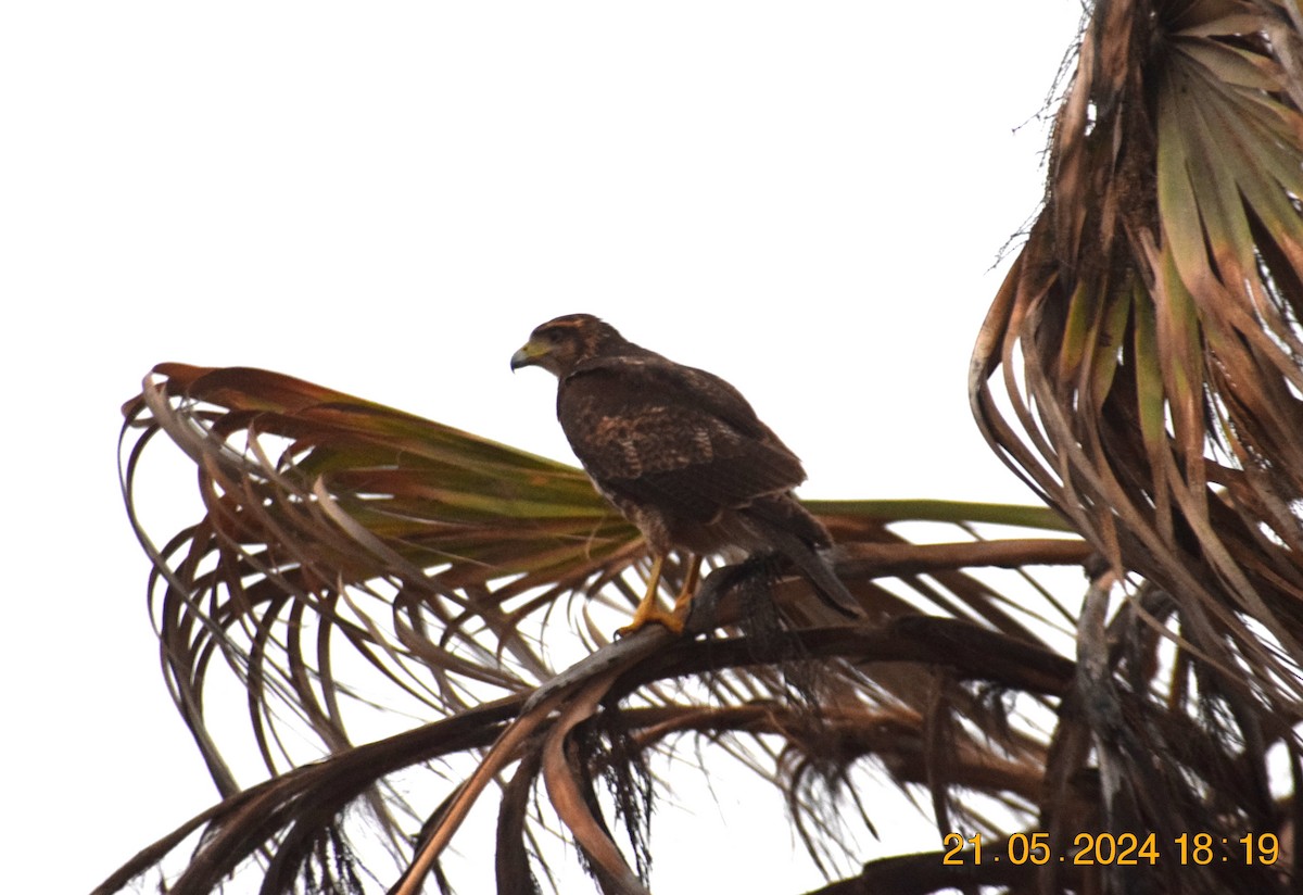 Harris's Hawk - ML620739171