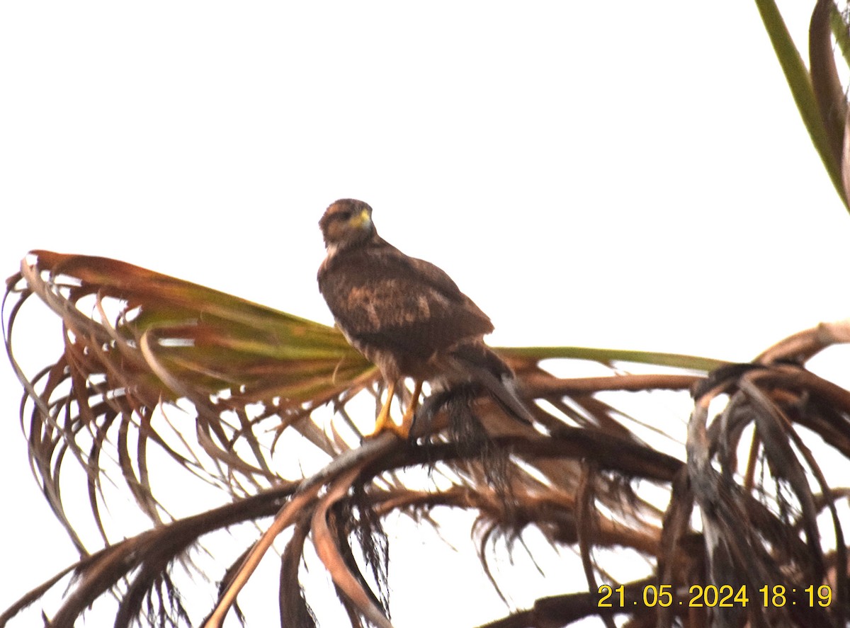 Harris's Hawk - ML620739173