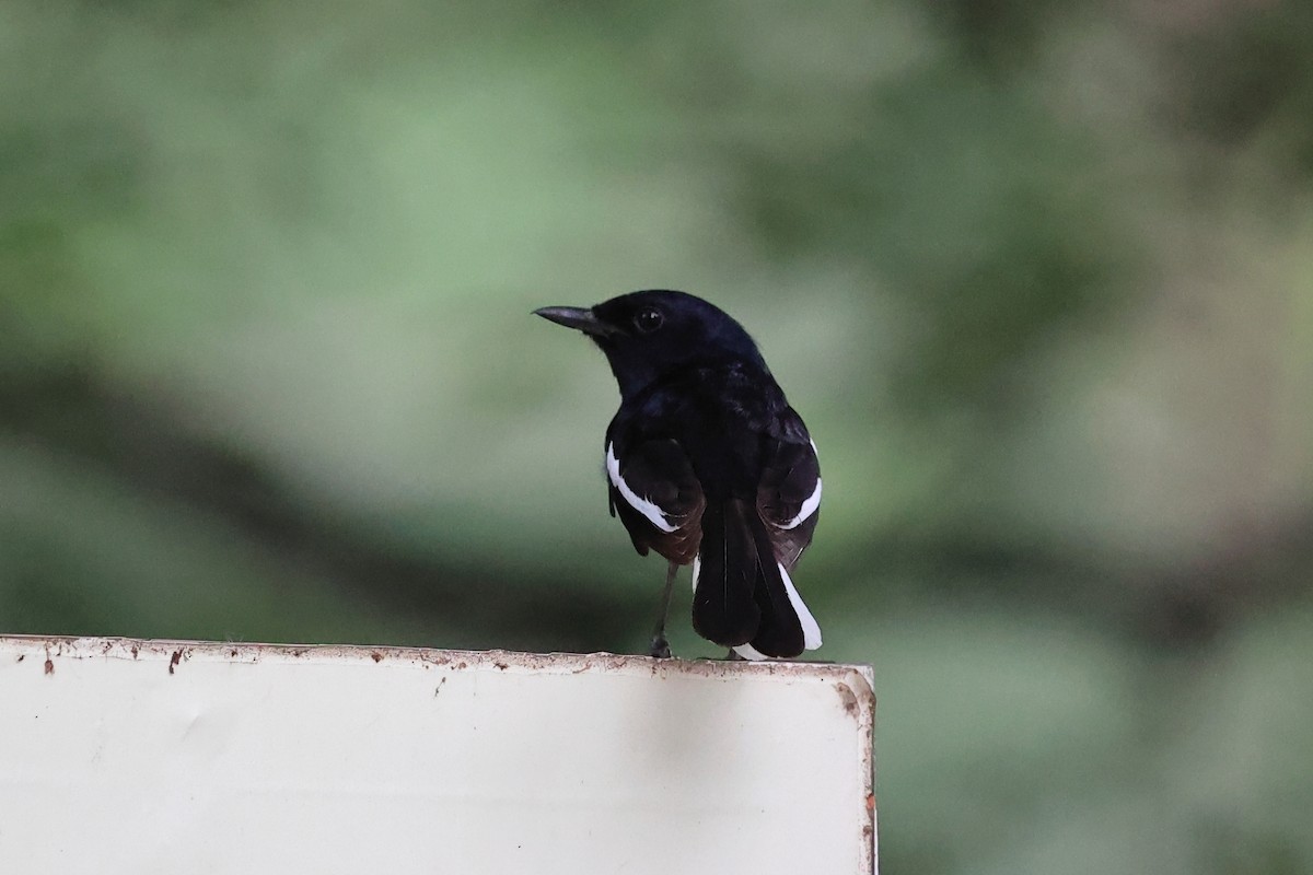 Oriental Magpie-Robin - ML620739175