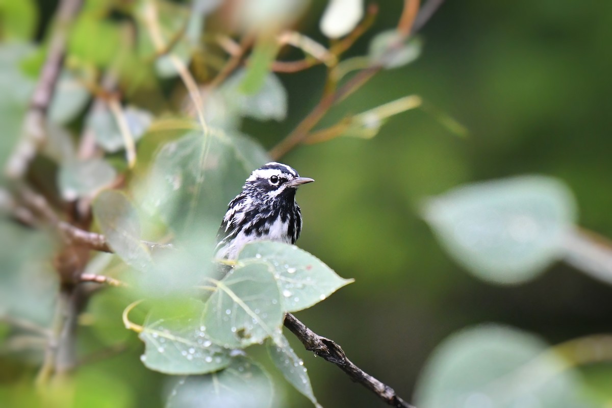 Black-and-white Warbler - ML620739176