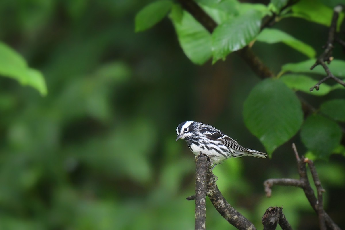 Black-and-white Warbler - ML620739177