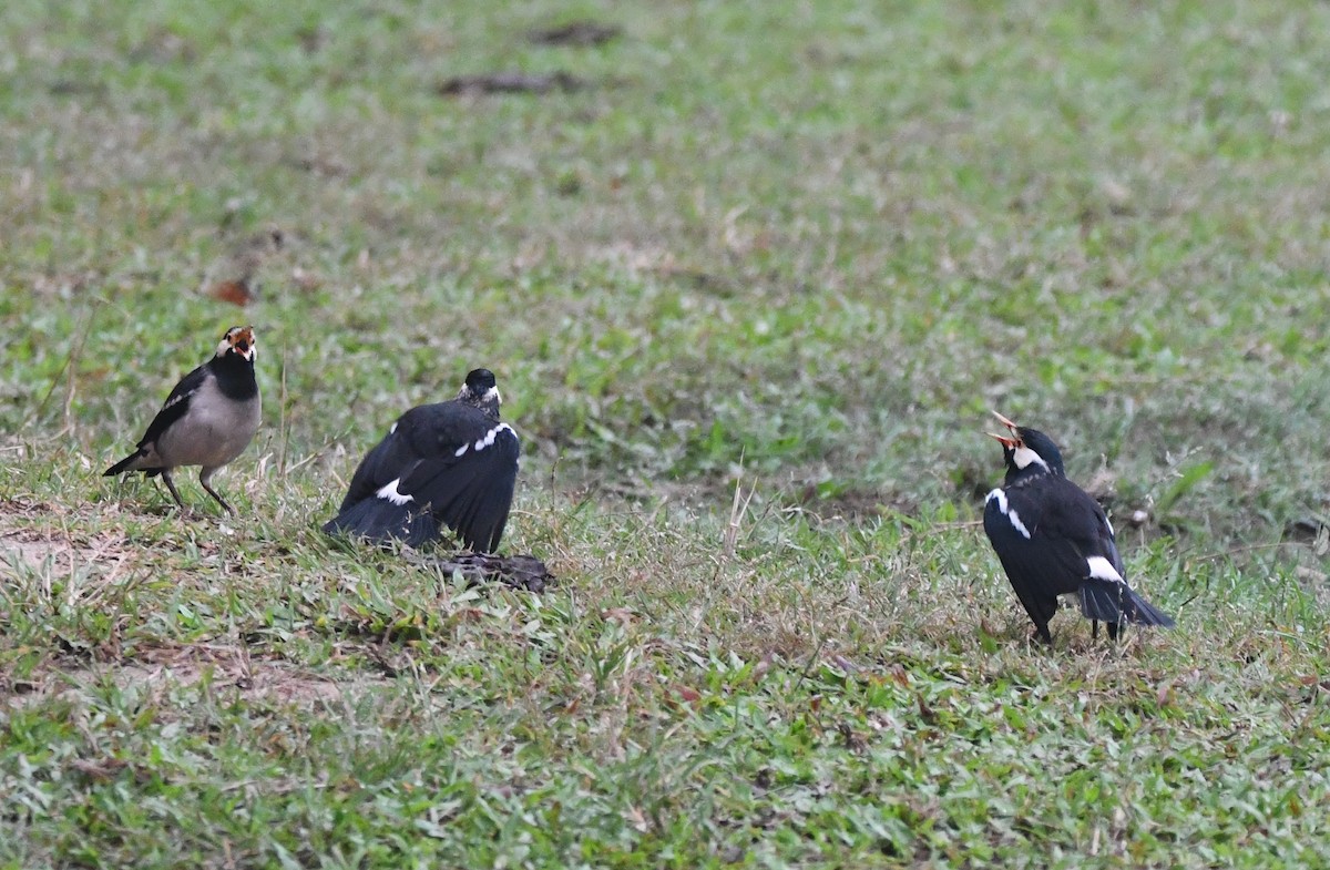 Indian Pied Starling - Aishwarya Vijayakumar