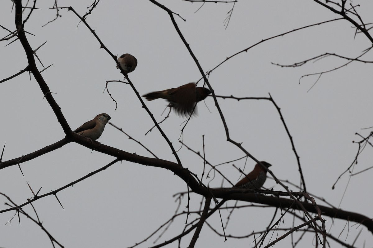 Indian Silverbill - ML620739181