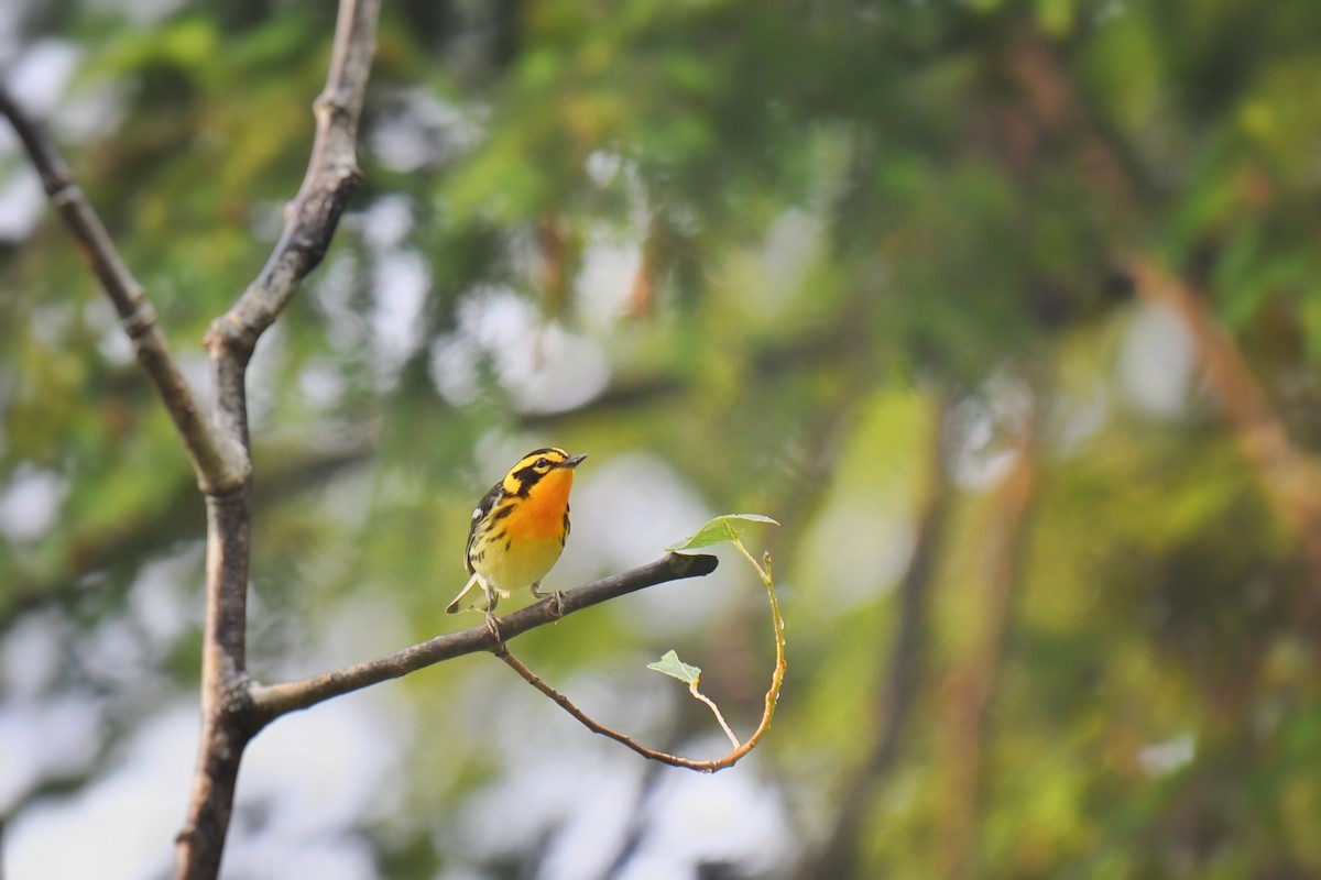 Blackburnian Warbler - ML620739182