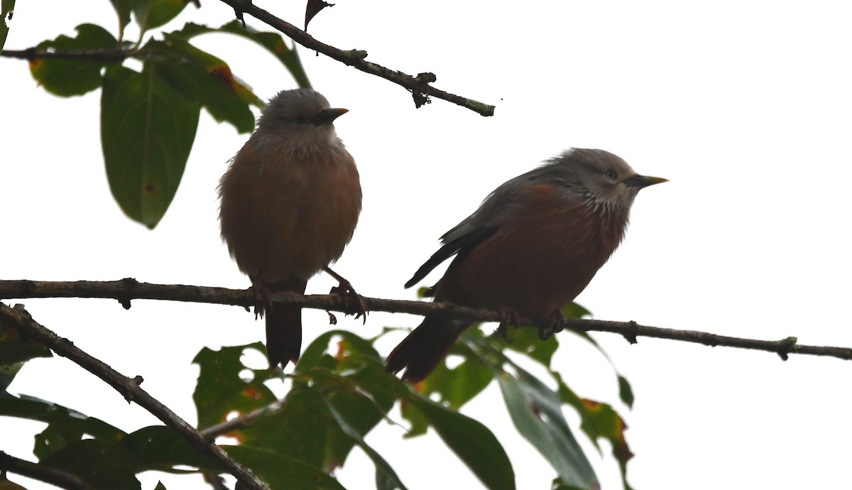 Chestnut-tailed Starling - ML620739199