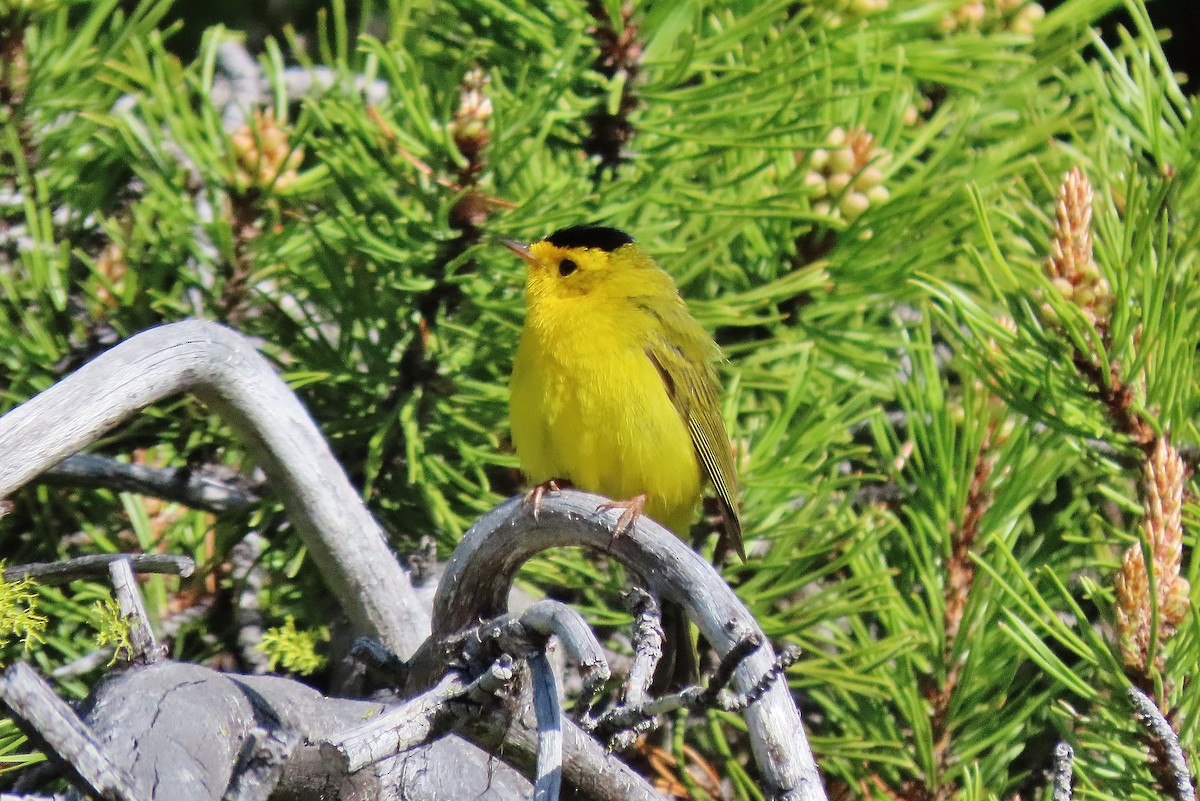 Wilson's Warbler - Craig Johnson