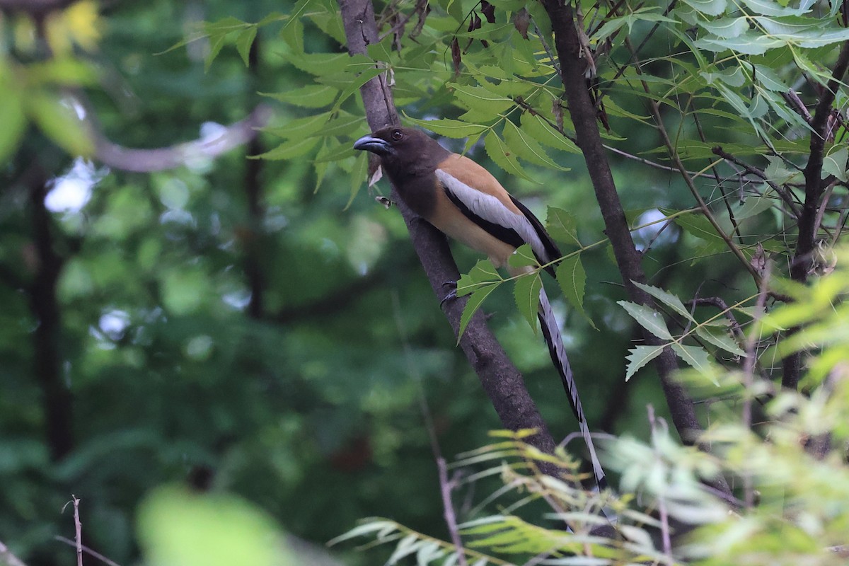 Rufous Treepie - ML620739211