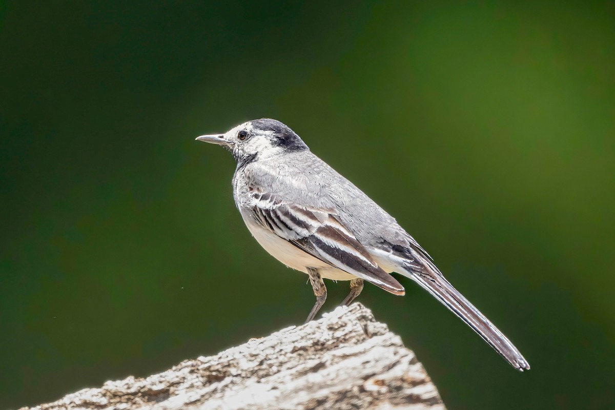 White Wagtail - ML620739216