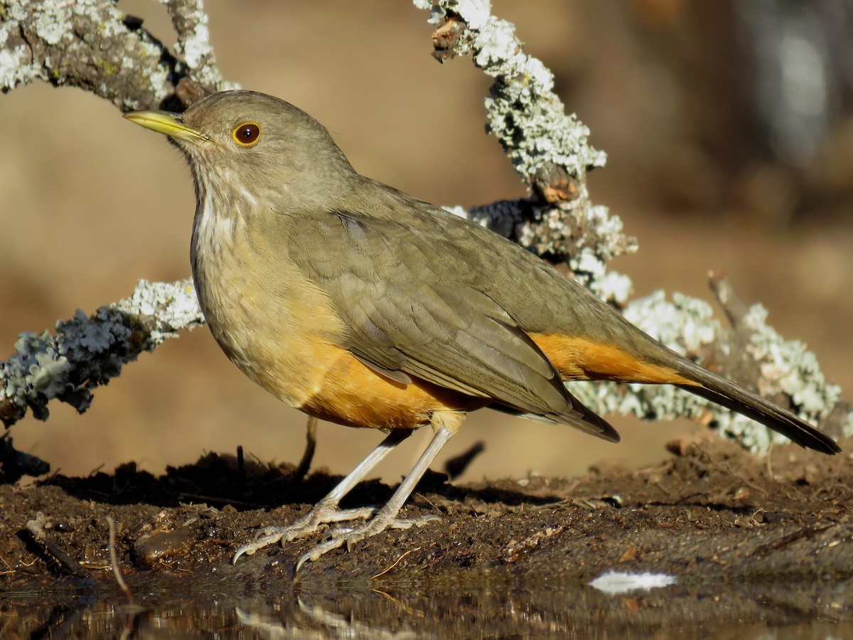 Rufous-bellied Thrush - ML620739217