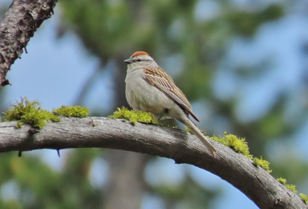 Chipping Sparrow - ML620739218