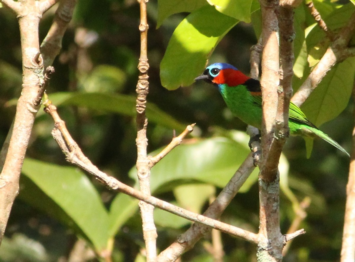 Red-necked Tanager - ML620739223