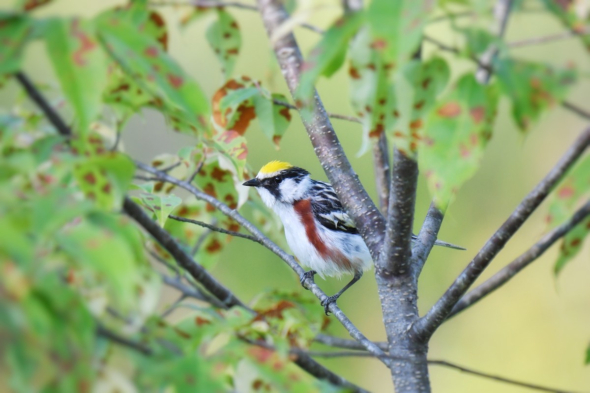 Chestnut-sided Warbler - ML620739224