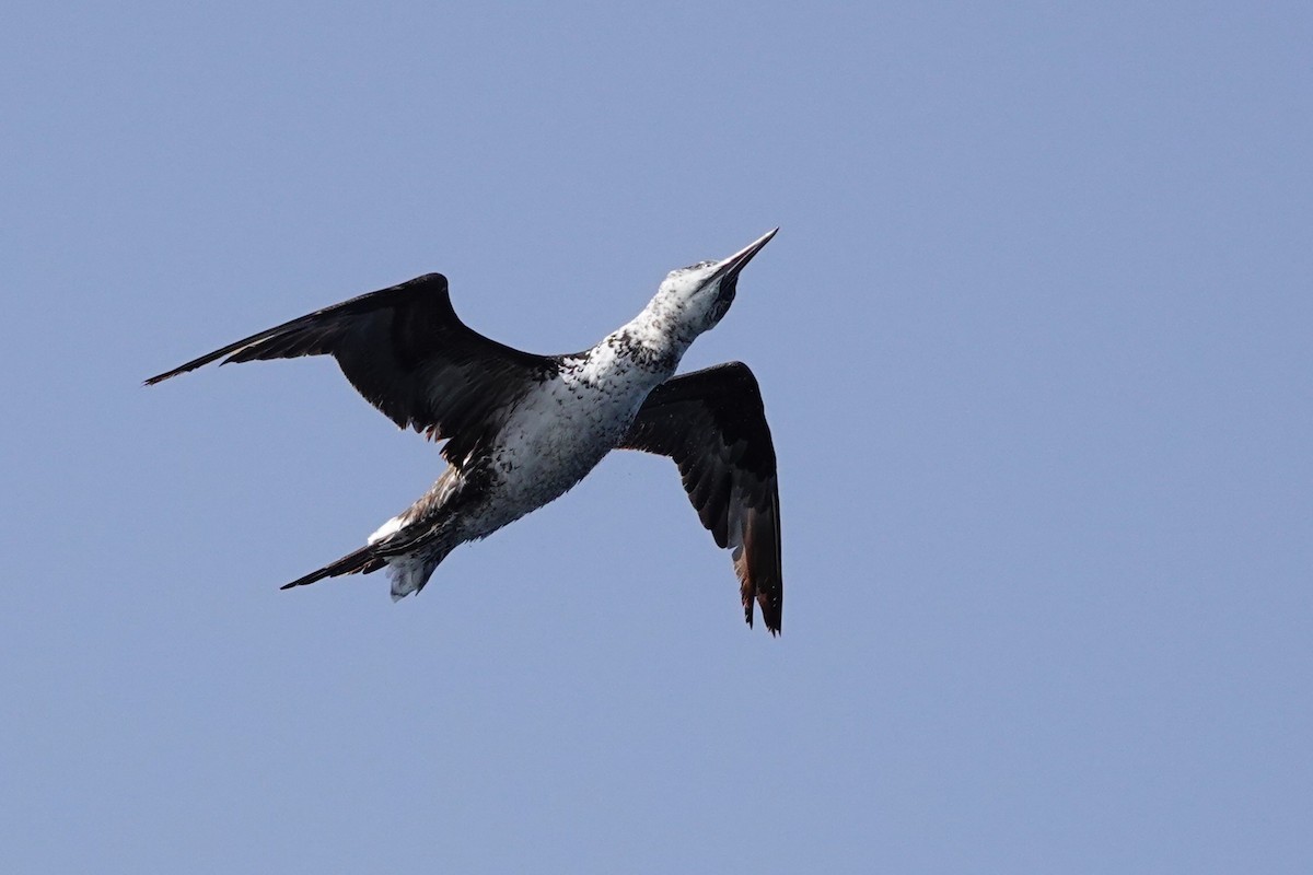 Northern Gannet - ML620739226