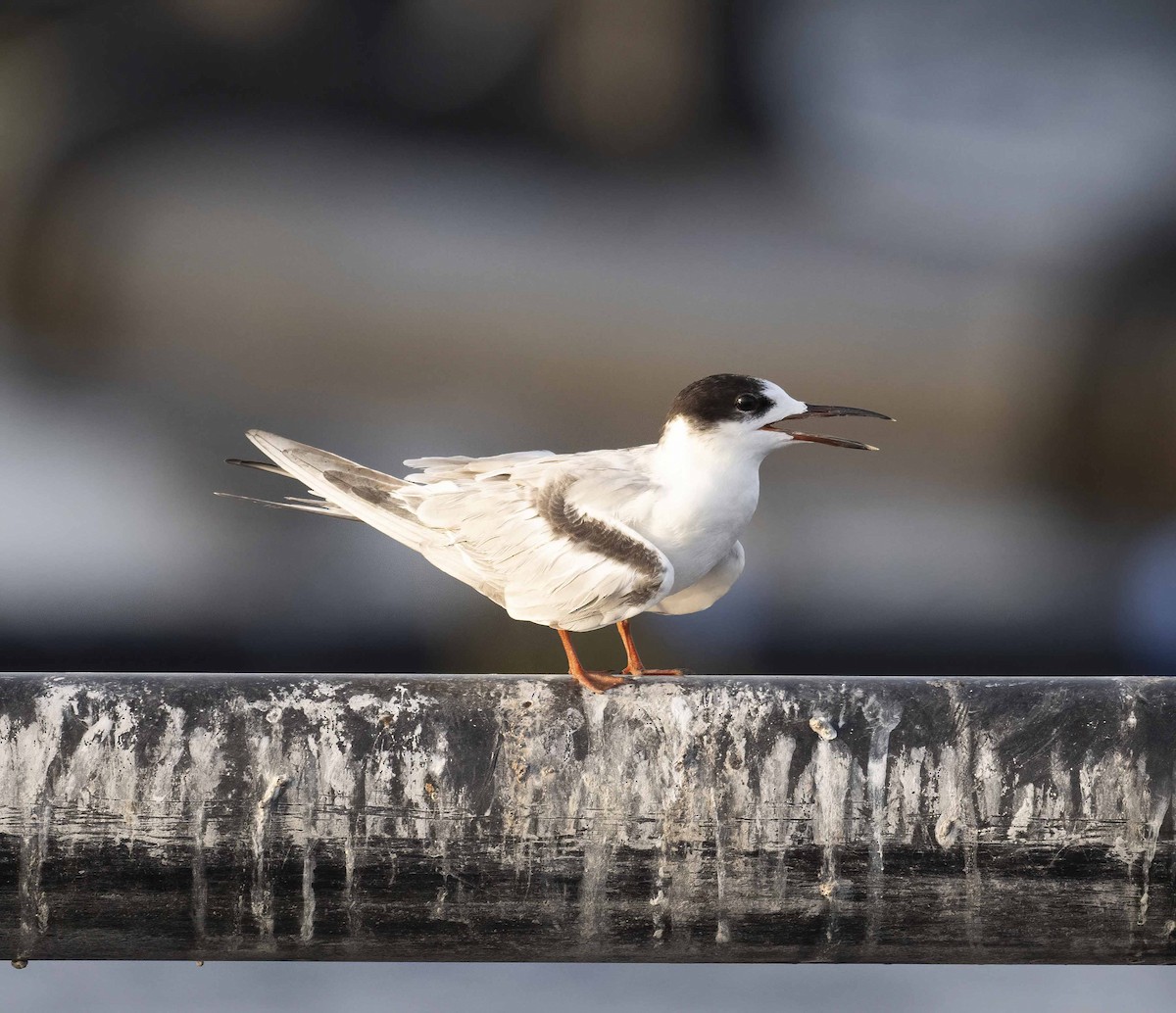 Common Tern - ML620739228