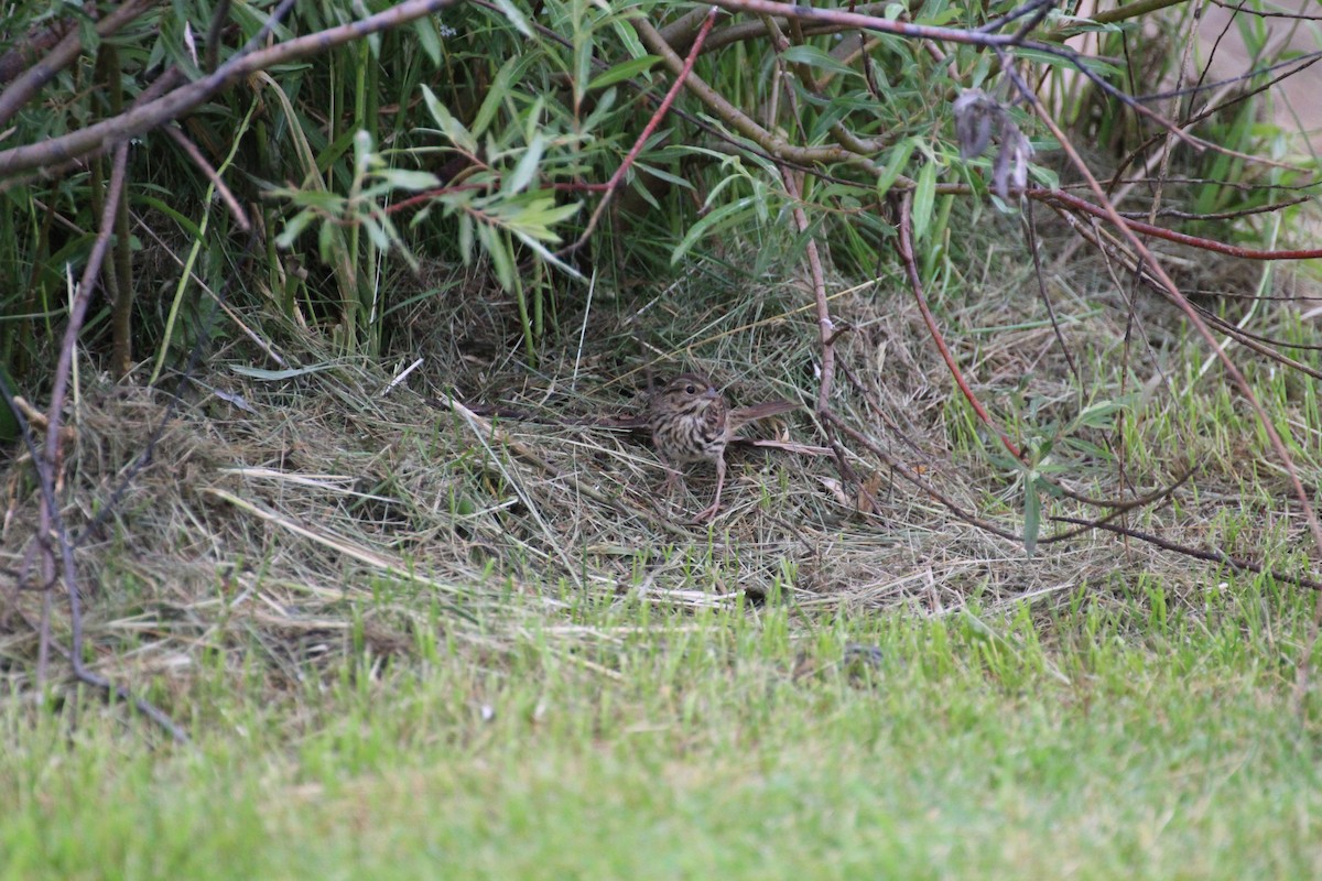 Lincoln's Sparrow - ML620739250