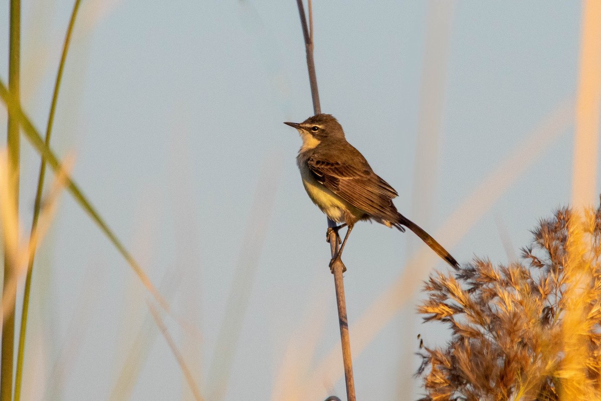 Western Yellow Wagtail - ML620739251