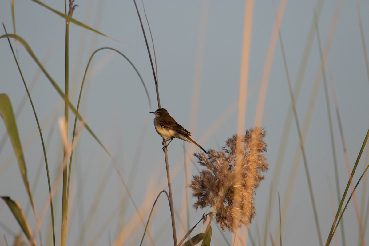 Western Yellow Wagtail - ML620739254