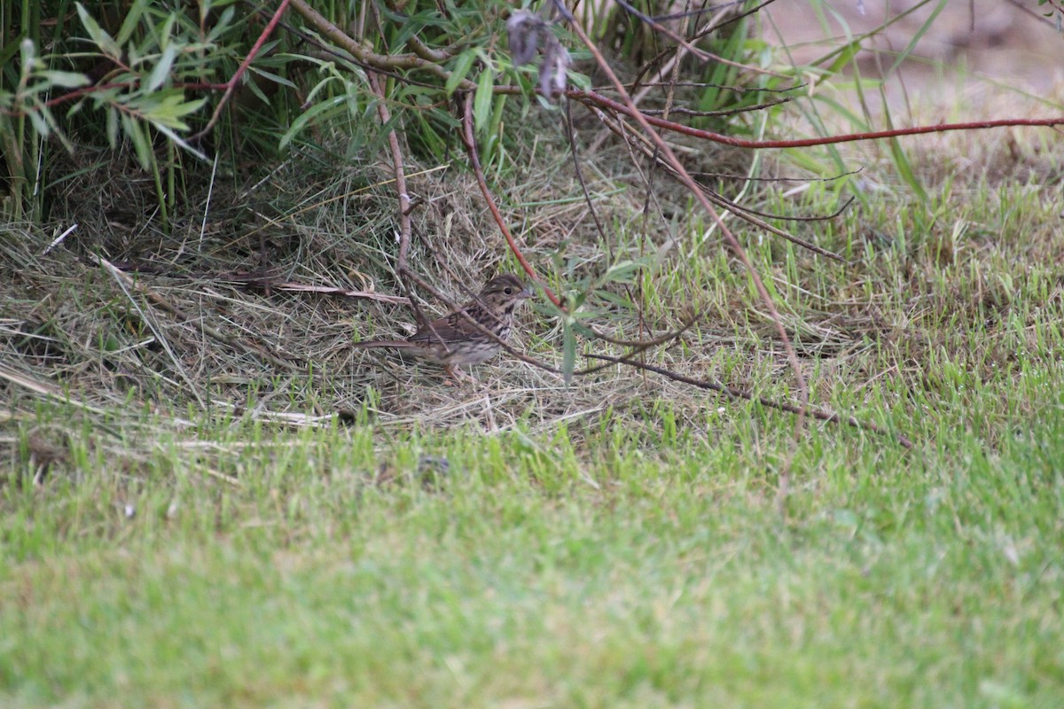 Lincoln's Sparrow - ML620739255