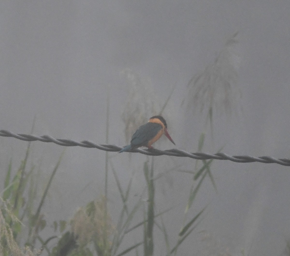 Stork-billed Kingfisher - ML620739256