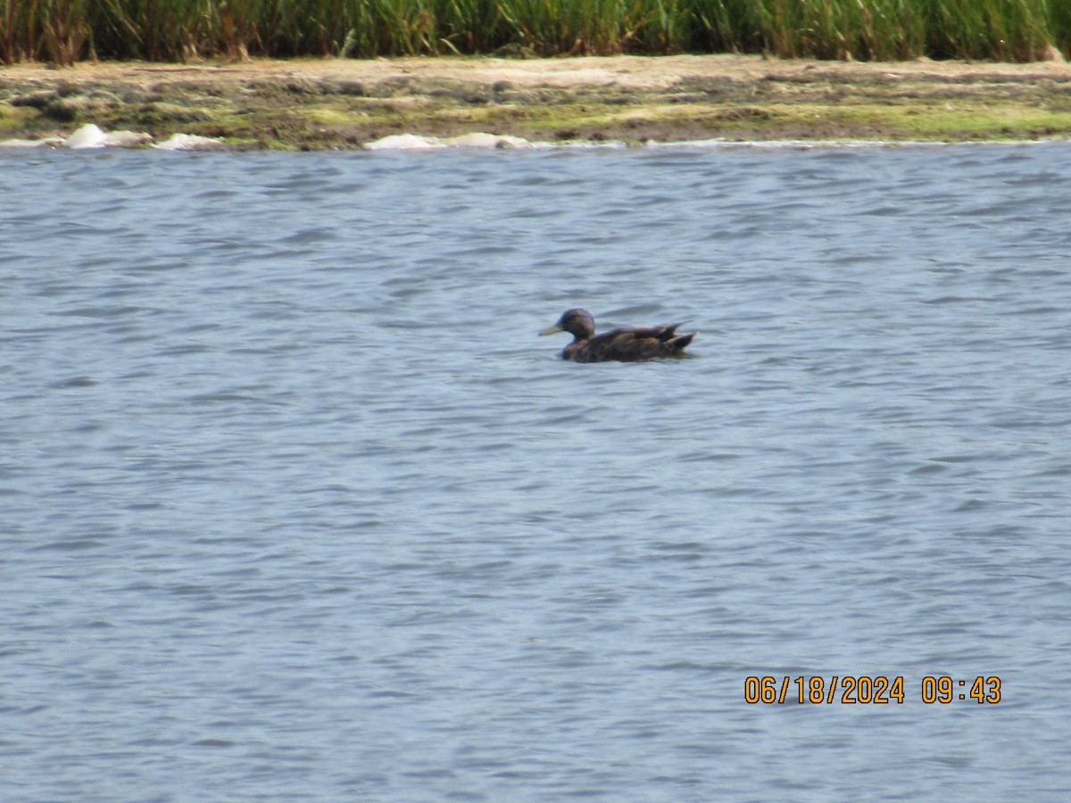 American Black Duck - ML620739264