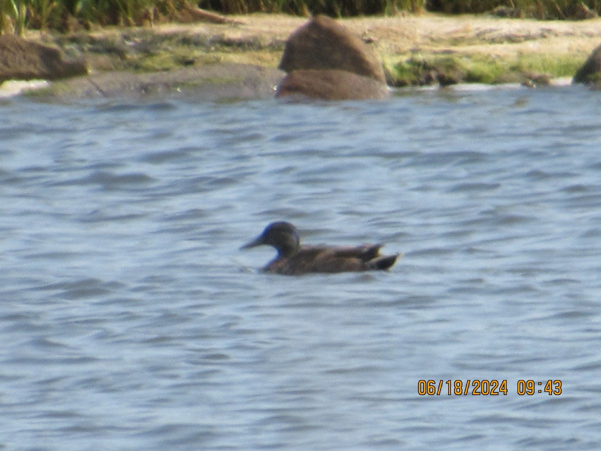 American Black Duck - ML620739265