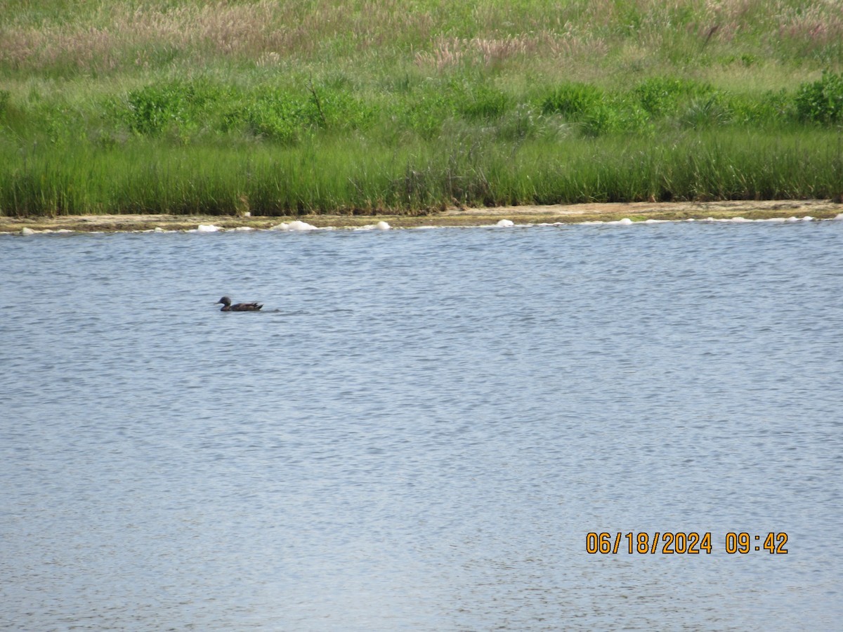 American Black Duck - ML620739266