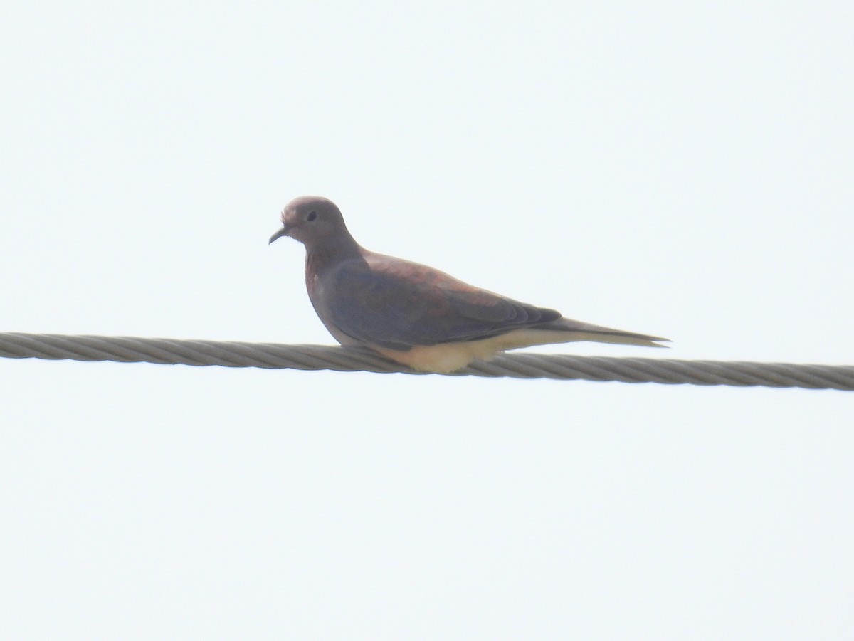 Laughing Dove - ML620739268