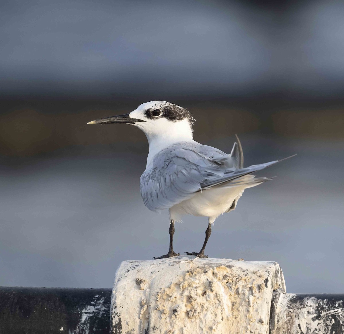 Sandwich Tern - ML620739269