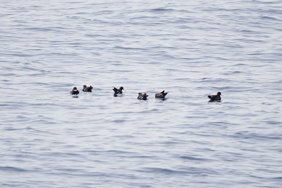 European Storm-Petrel - ML620739272