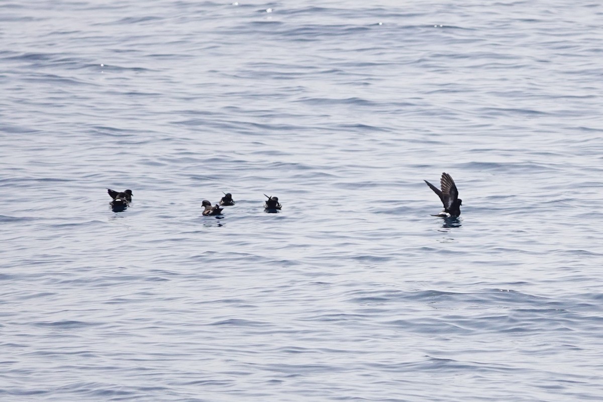 European Storm-Petrel - ML620739273