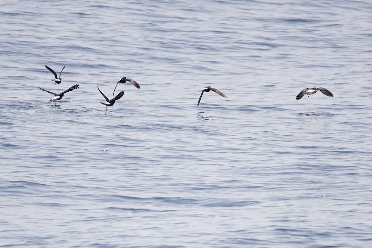 European Storm-Petrel - ML620739274