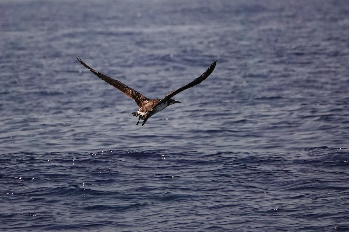 Northern Gannet - ML620739279