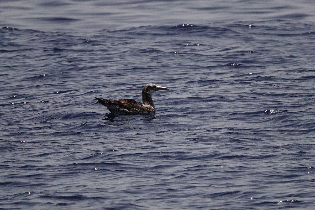 Northern Gannet - ML620739280