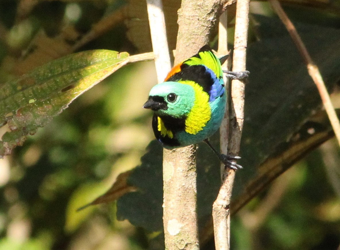 Green-headed Tanager - ML620739281