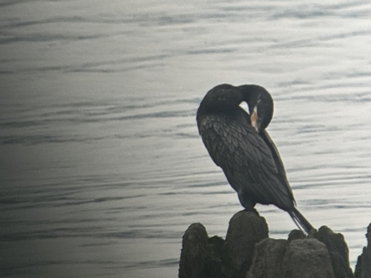 Neotropic Cormorant - ML620739282