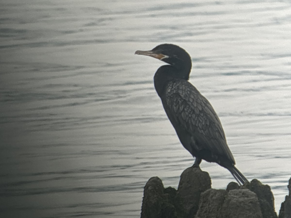 Neotropic Cormorant - ML620739283