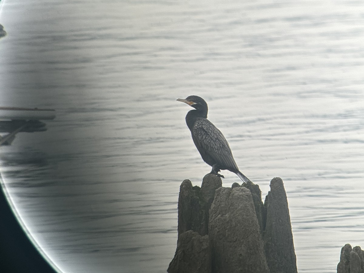 Cormorán Biguá - ML620739284