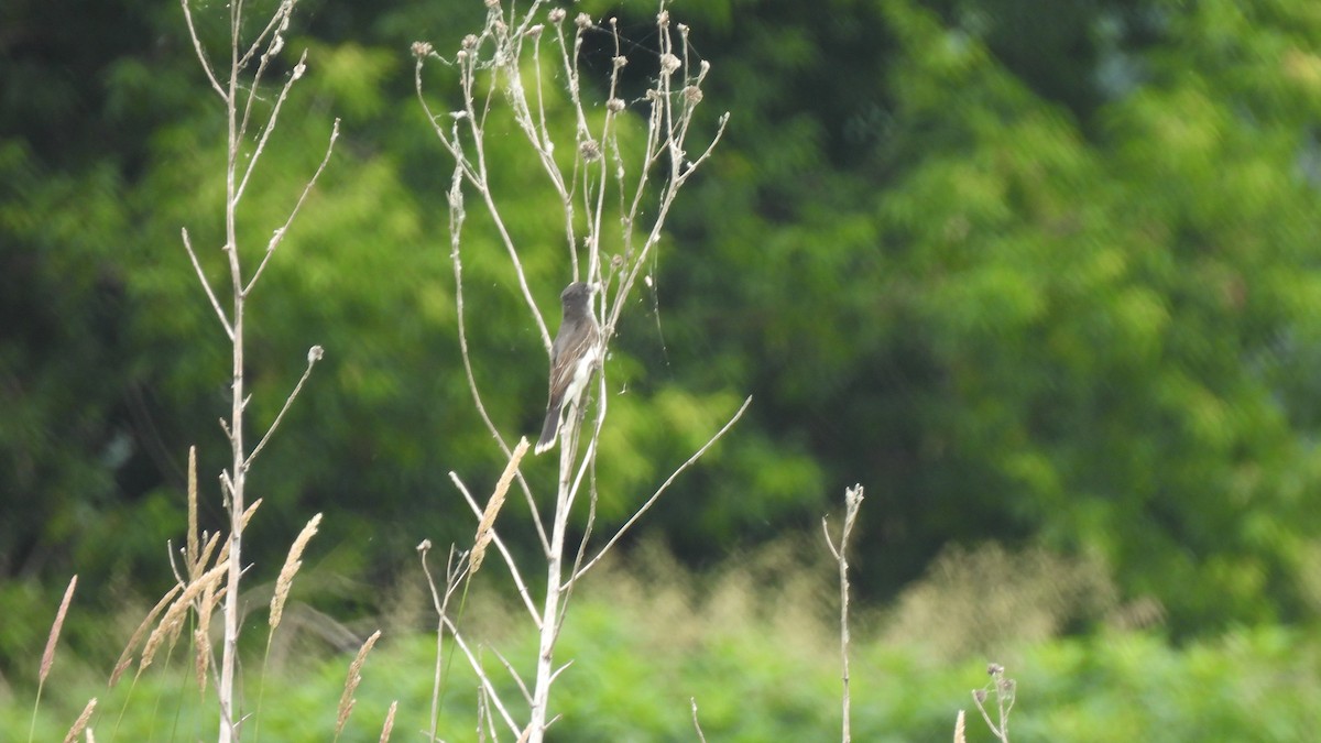 Eastern Kingbird - ML620739285