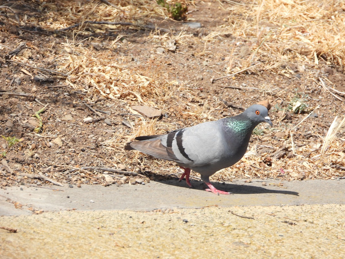 Rock Pigeon (Feral Pigeon) - ML620739294