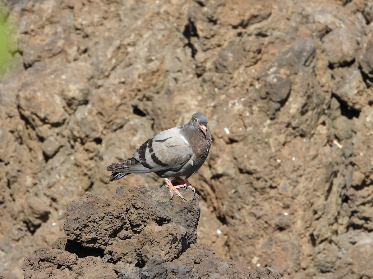 Rock Pigeon (Feral Pigeon) - ML620739299