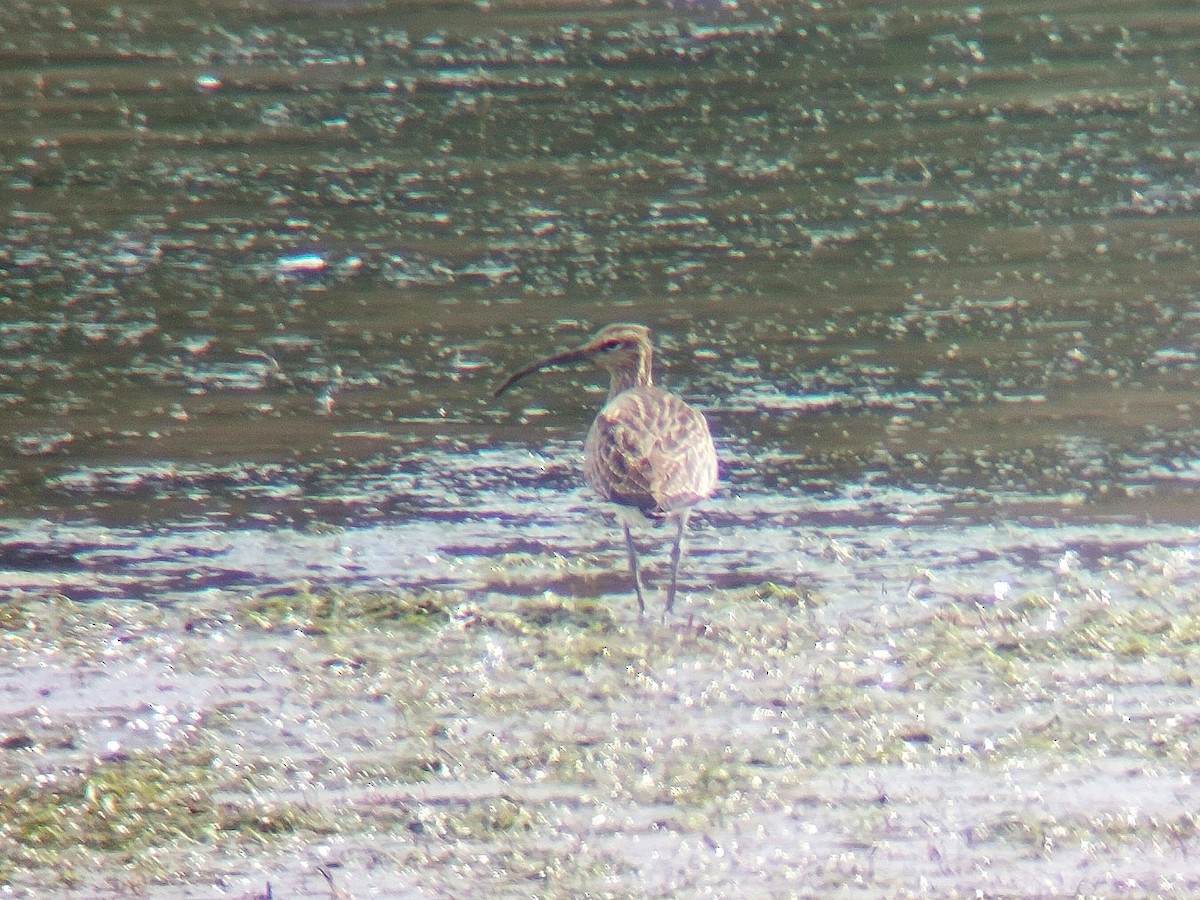 Whimbrel - ML620739302