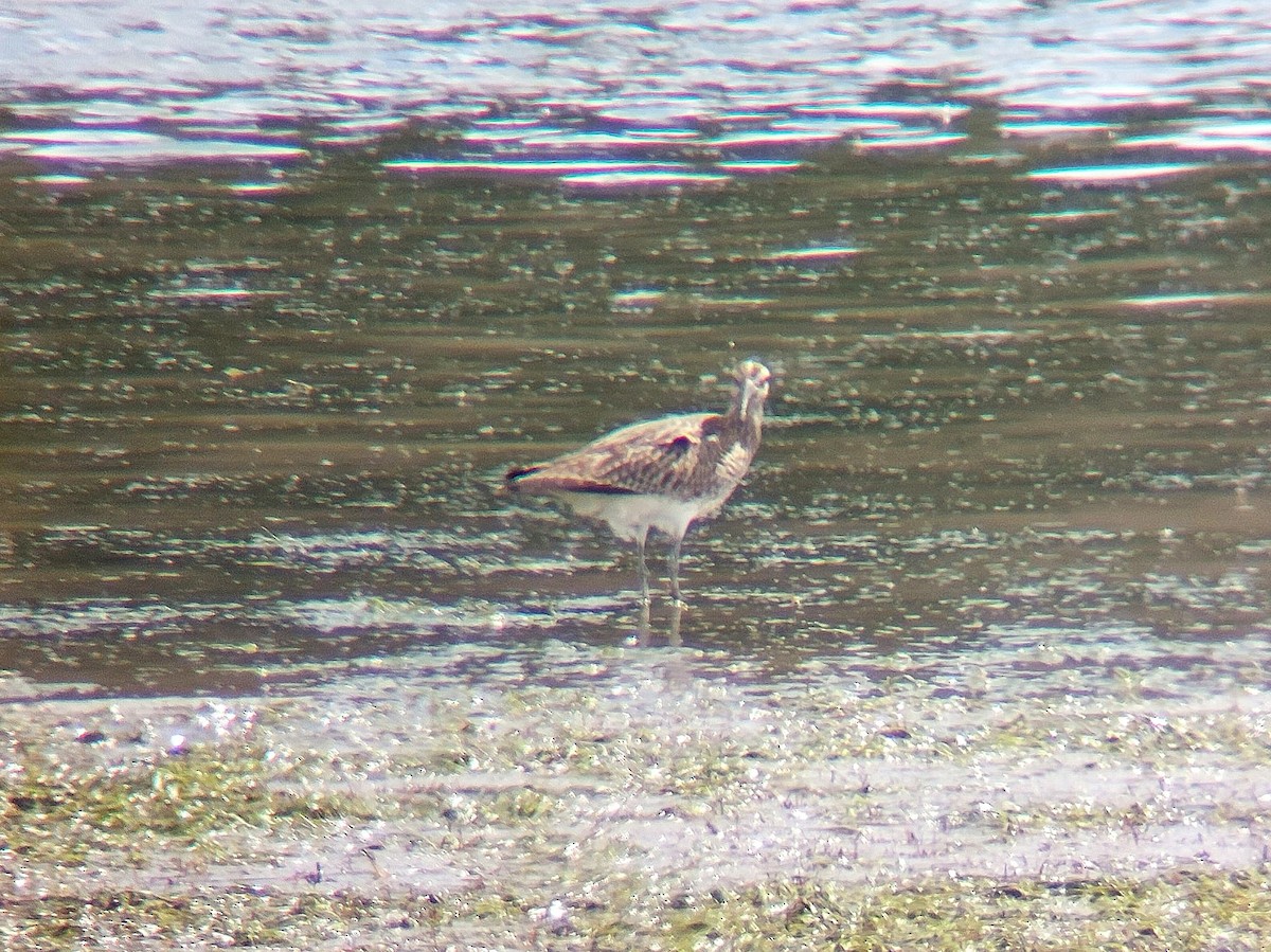 Whimbrel - ML620739304