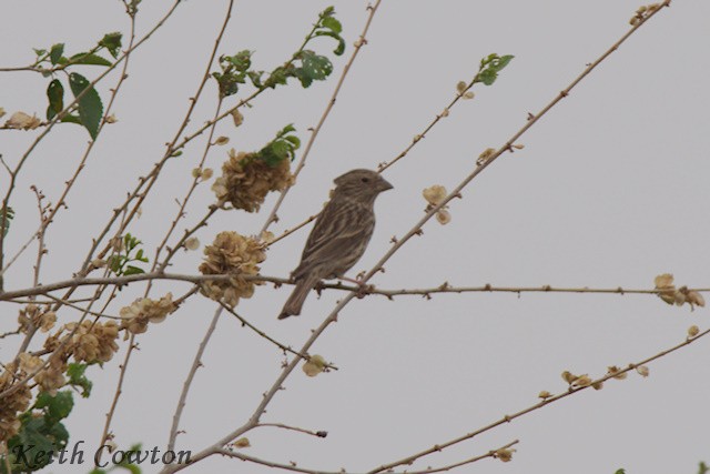 Himalayan Beautiful Rosefinch - ML620739306